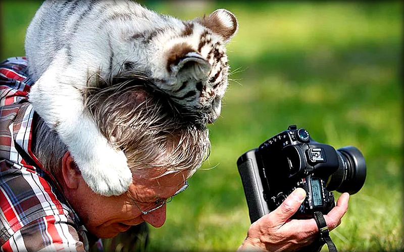fotografiruet-tigrov