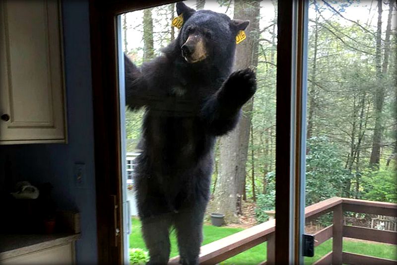 Medved-stuchit-v-okno