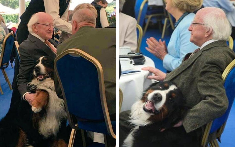 президент ирландии с собаками
