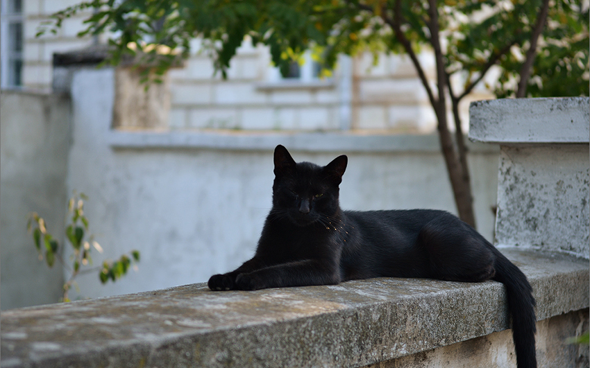 Черные коты: домашние пантеры на большую удачу