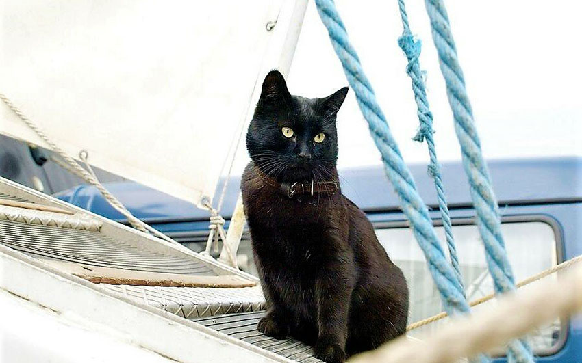 Черные коты: домашние пантеры на большую удачу